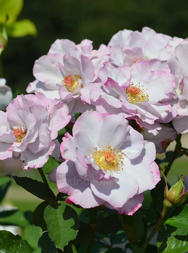バラ ディオレサンス｜花の手帖の薔薇図鑑