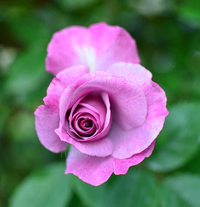 バラ ディオレサンス｜花の手帖の薔薇図鑑