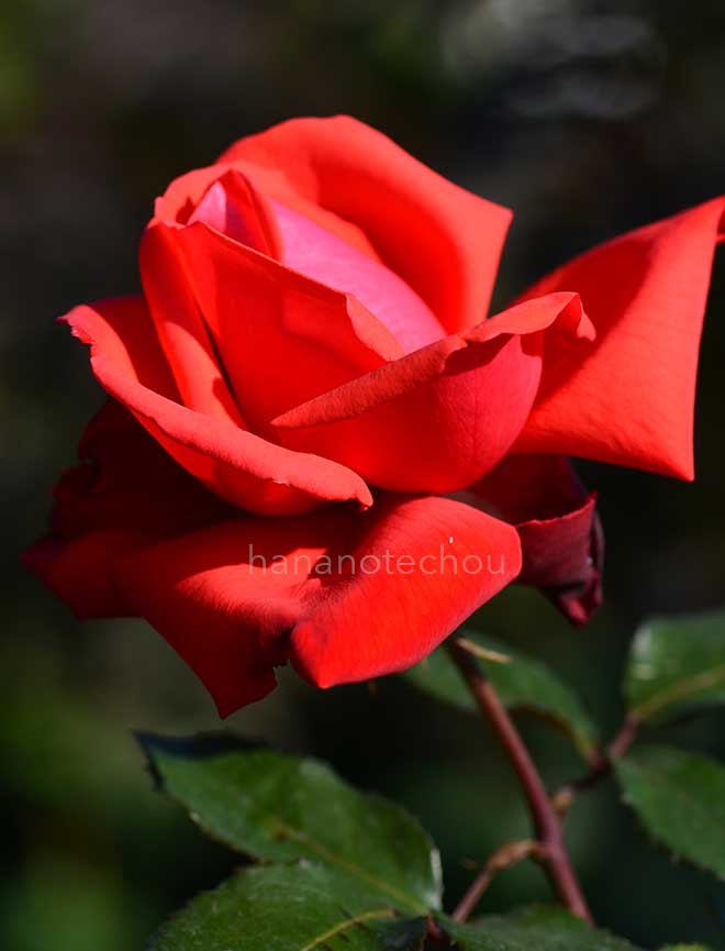 バラ ドリー パートン｜花の手帖の薔薇図鑑