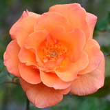 バラ ドリス タイスターマン｜花の手帖の薔薇図鑑