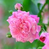 バラ ドロシー パーキンス｜花の手帖の薔薇図鑑