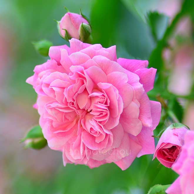 バラ ドロシー パーキンス｜花の手帖の薔薇図鑑