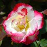 バラ ダブルデライト｜花の手帖の薔薇図鑑