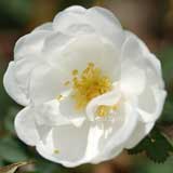 バラ ピンピネリフォーリア ダブル イエロー｜花の手帖の薔薇図鑑