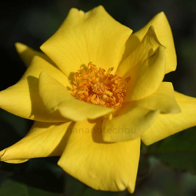 バラ ドクター エー ジェイ フェルハーゲ｜花の手帖の薔薇図鑑
