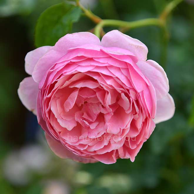 バラ ドクター ハーバート グレイ｜花の手帖の薔薇図鑑