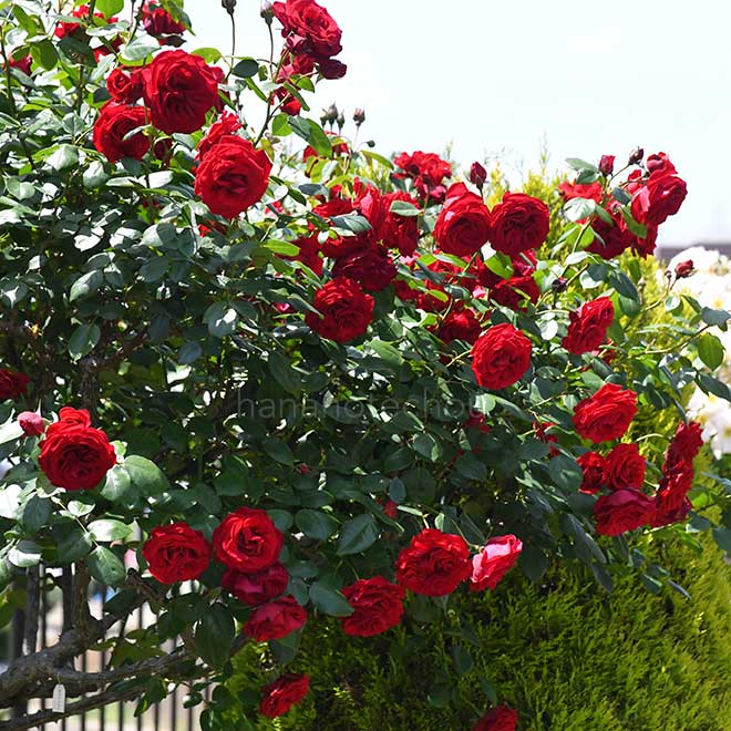 バラ ダブリン ベイ｜花の手帖の薔薇図鑑