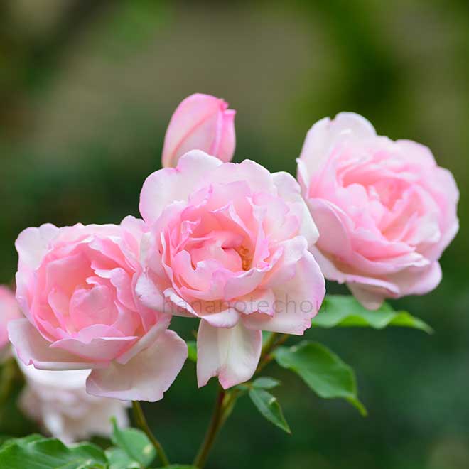 バラ デュシェス ドゥ ブラバン｜花の手帖の薔薇図鑑