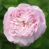 バラ ッチェス ドゥ モントゥブロー｜花の手帖の薔薇図鑑