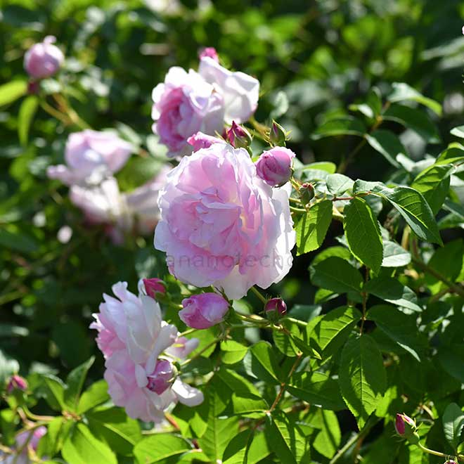 バラ デュシェスドゥモンテベロ｜花の手帖の薔薇図鑑