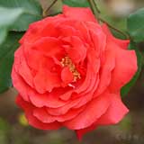 バラ ｜花の手帖の薔薇図鑑