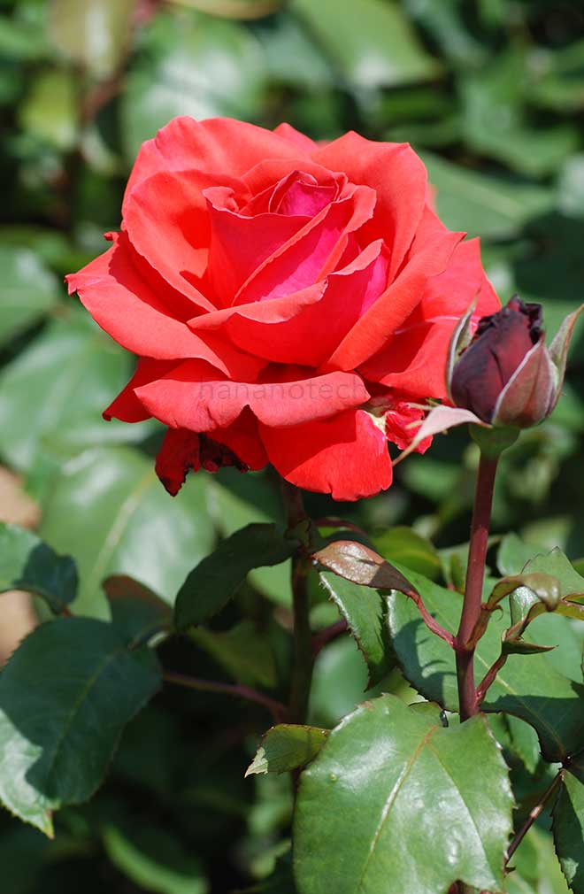 バラ ドフトボルケ｜花の手帖の薔薇図鑑