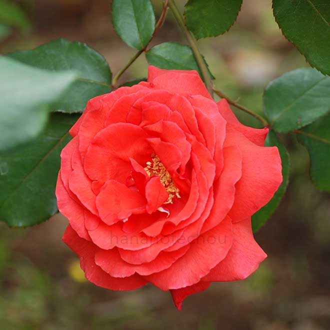 バラ ドフトボルケ｜花の手帖の薔薇図鑑