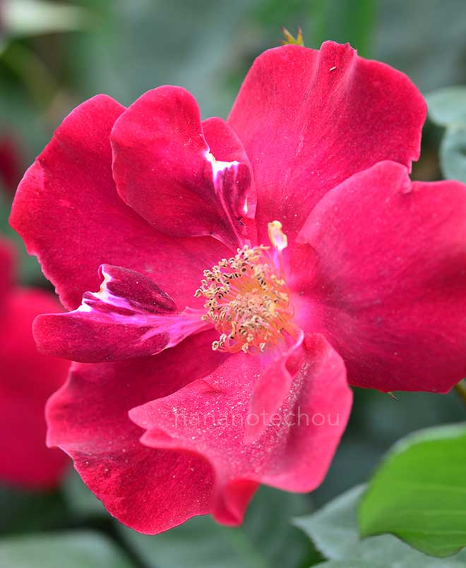 バラ ダスキー メイデン｜花の手帖の薔薇図鑑