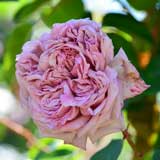 バラ タイシャ｜花の手帖の薔薇図鑑