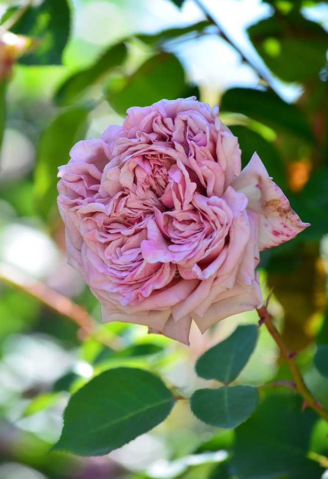 バラ タイシャ｜花の手帖の薔薇図鑑