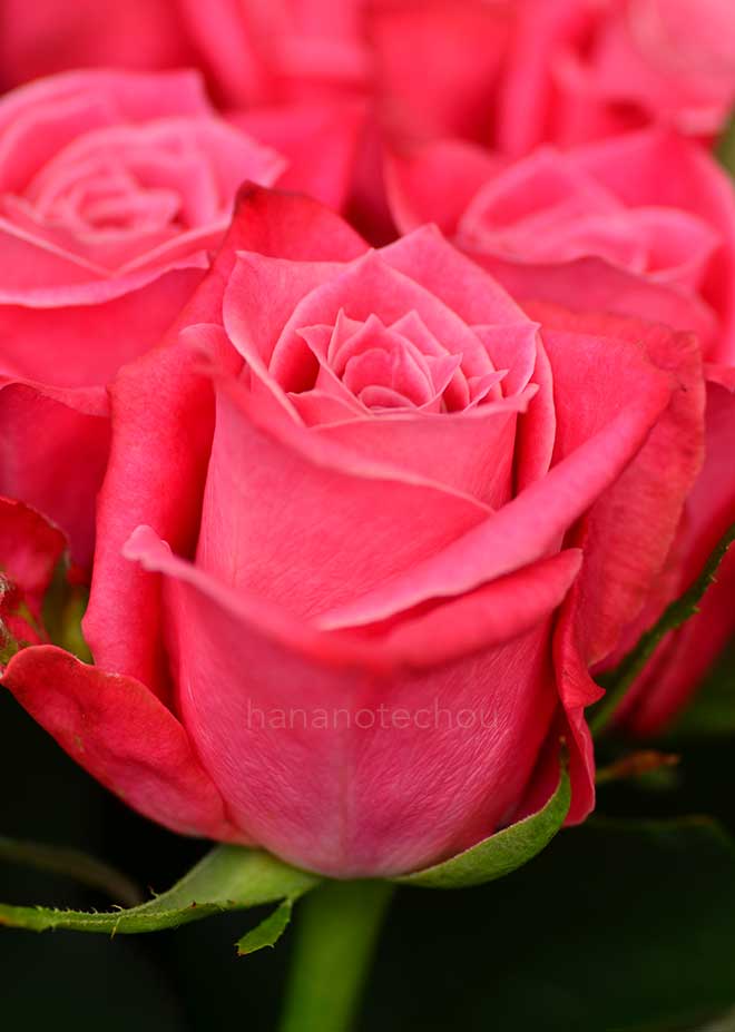 バラ タージ マハル｜花の手帖の薔薇図鑑