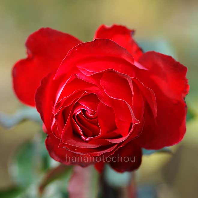 バラ タマンゴ｜花の手帖の薔薇図鑑