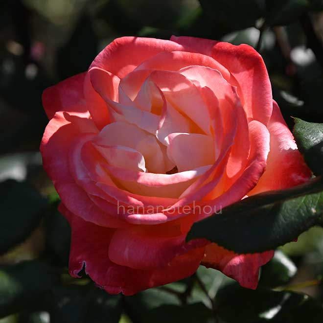 バラ 丹頂｜花の手帖の薔薇図鑑