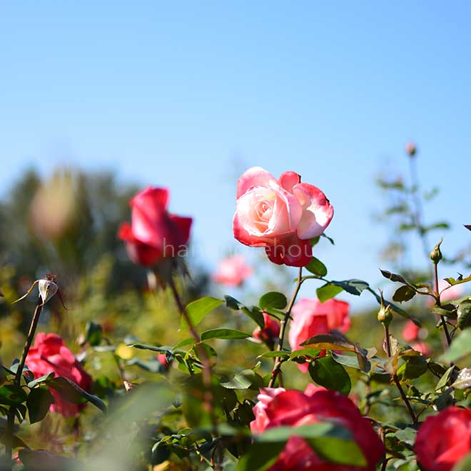 バラ 丹頂｜花の手帖の薔薇図鑑