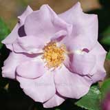 バラ たそがれ｜花の手帖の薔薇図鑑