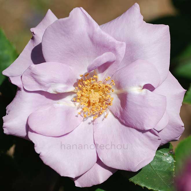 バラ たそがれ｜花の手帖の薔薇図鑑