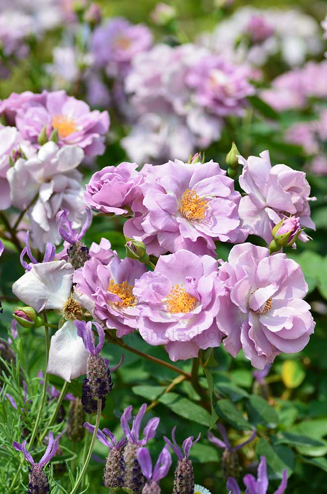 バラ たそがれ｜花の手帖の薔薇図鑑