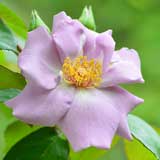 バラ つる たそがれ｜花の手帖の薔薇図鑑