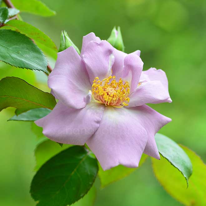バラ つる たそがれ|花の手帖の薔薇図鑑