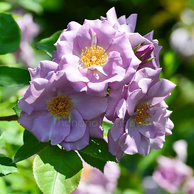 バラ つる たそがれ|花の手帖の薔薇図鑑