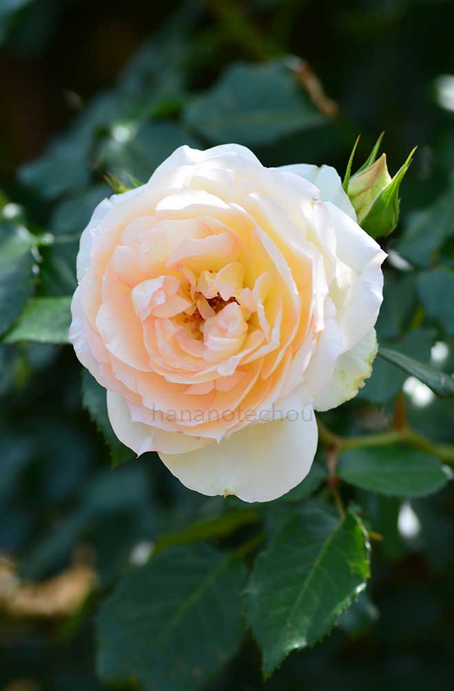 バラ チャイコフスキー｜花の手帖の薔薇図鑑