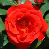 バラ チンチン｜花の手帖の薔薇図鑑