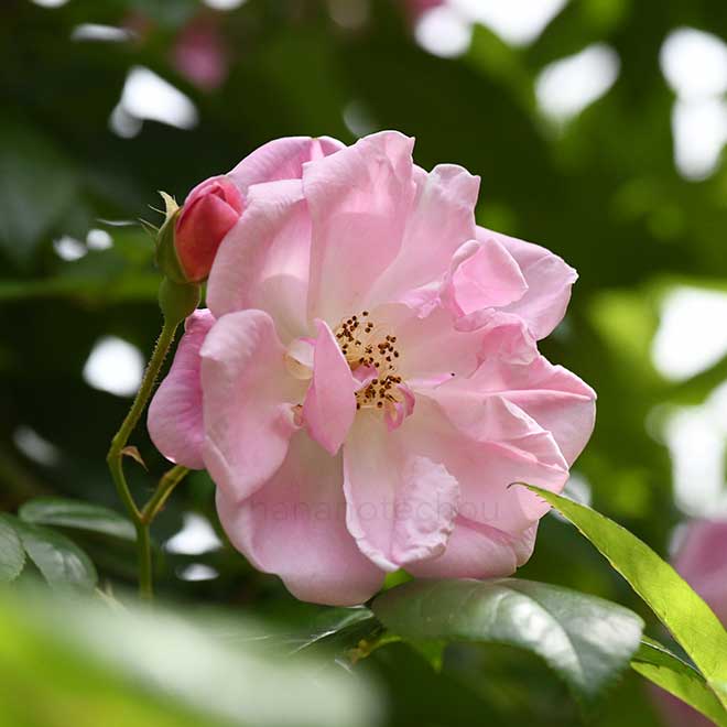 バラ ティーランブラー｜花の手帖の薔薇図鑑