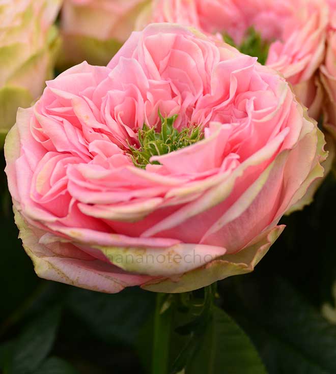 バラ テアトロ｜花の手帖の薔薇図鑑