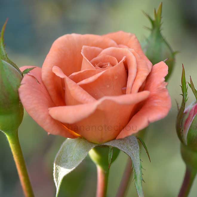 バラ テディ ベア｜花の手帖の薔薇図鑑