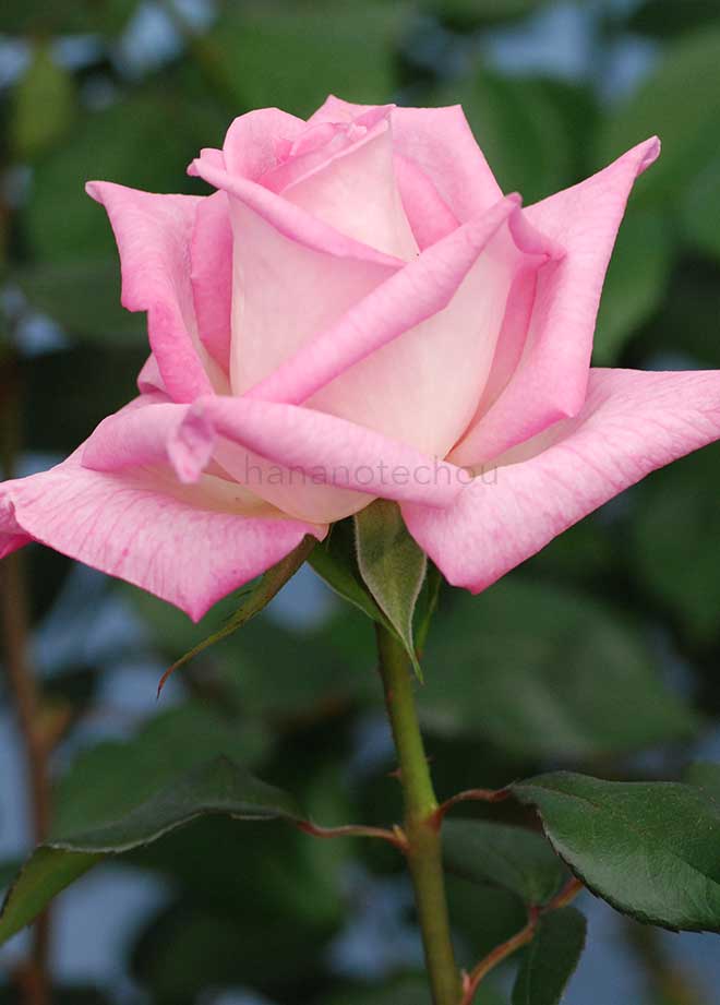 バラ 手児奈｜花の手帖の薔薇図鑑