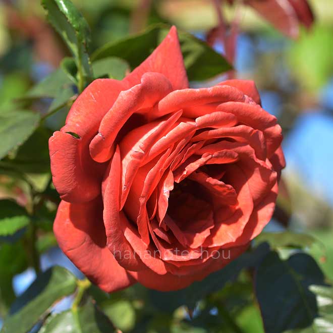 バラ テラコッタ｜花の手帖の薔薇図鑑