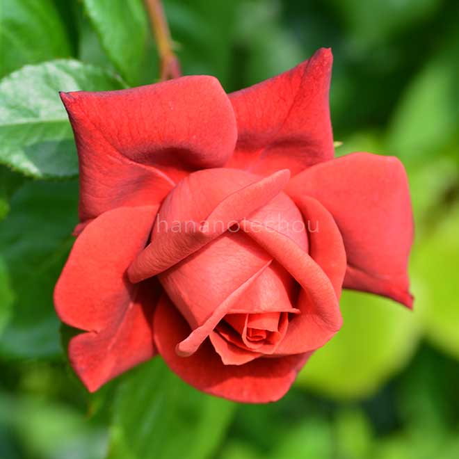 バラ テラコッタ｜花の手帖の薔薇図鑑