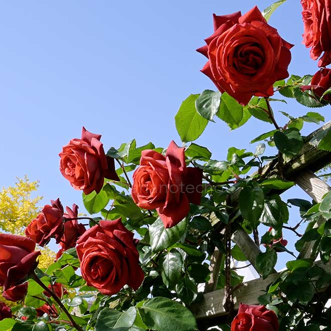 バラ テラコッタ｜花の手帖の薔薇図鑑