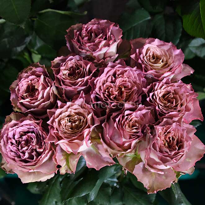 バラ テ ナチュール｜花の手帖の薔薇図鑑