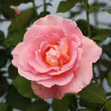 バラ ティファニー｜花の手帖の薔薇図鑑