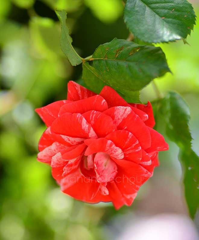 バラ タイガー テール｜花の手帖の薔薇図鑑