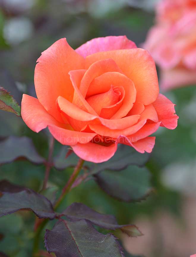 バラ ティナ ターナー｜花の手帖の薔薇図鑑