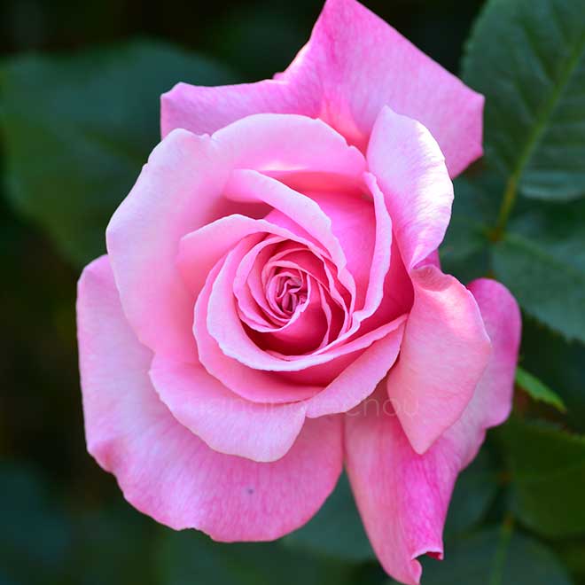 バラ ティノ ロッシ｜花の手帖の薔薇図鑑