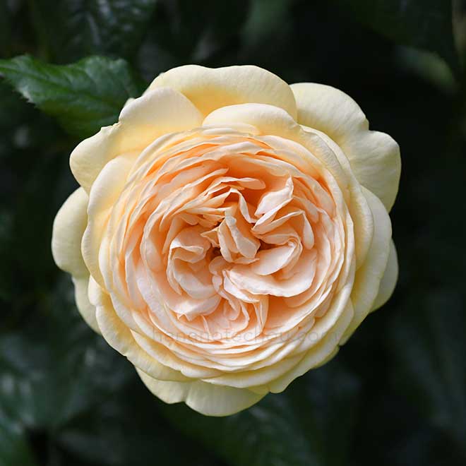 バラ ｜花の手帖の薔薇図鑑