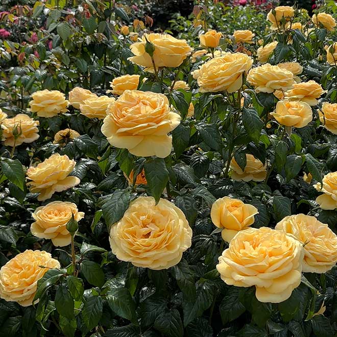 バラ ｜花の手帖の薔薇図鑑