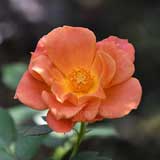 バラ トムブラウン｜花の手帖の薔薇図鑑