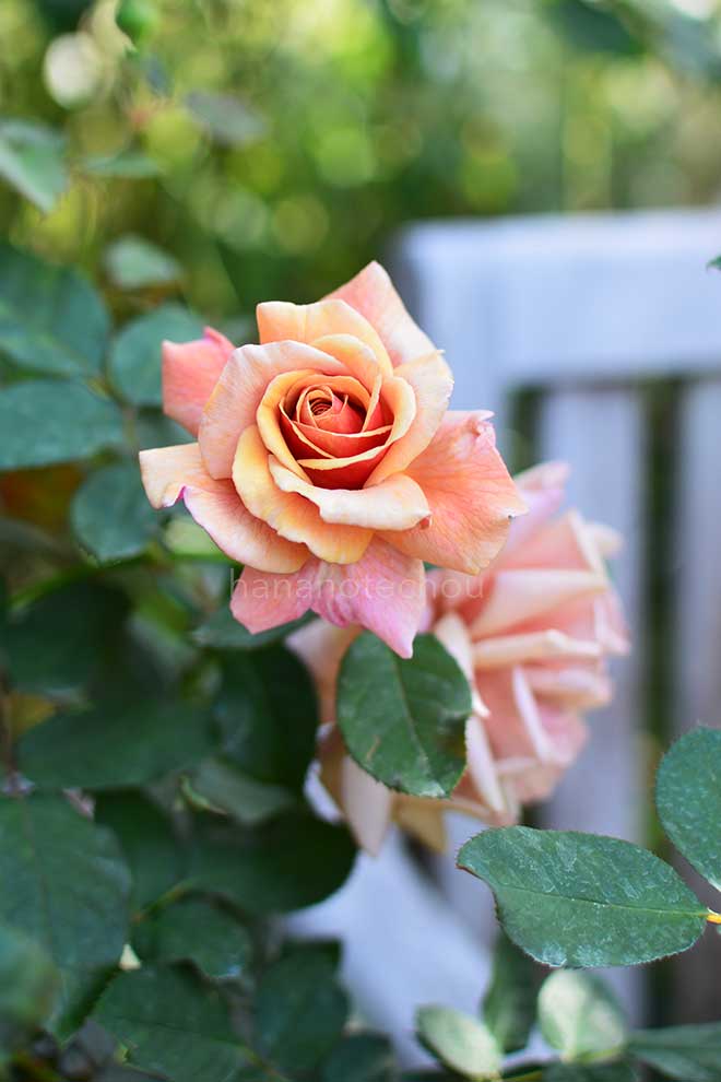 バラ トム ブラウン｜花の手帖の薔薇図鑑