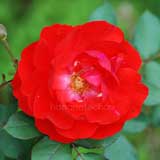 バラ トルナード｜花の手帖の薔薇図鑑