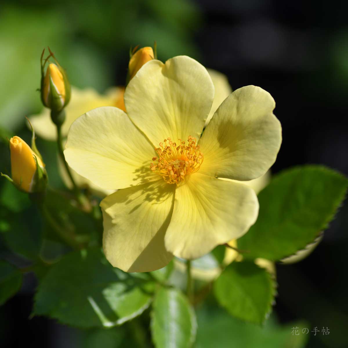 バラ トッタリングバイジェントリー｜花の手帖のバラ図鑑